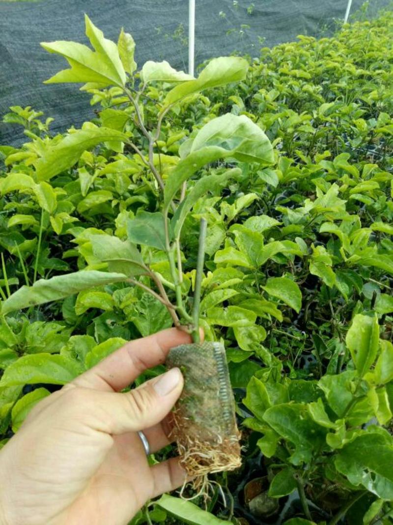 黄金百香果实生种子苗嫁接做枮木专用30到50cm