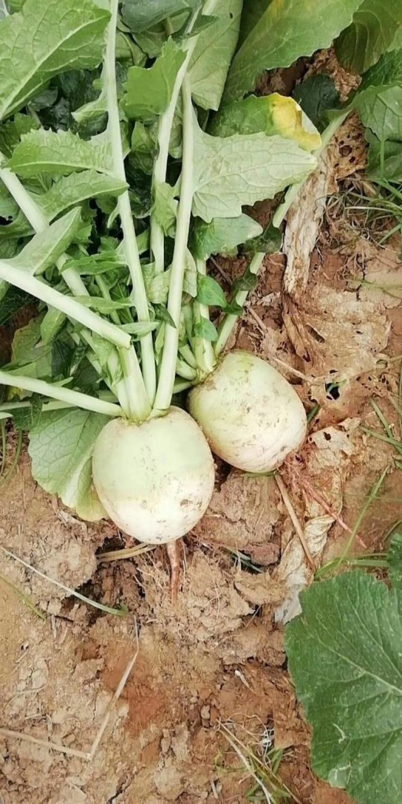 心里美萝卜大量上市，山东心里美，满堂红。