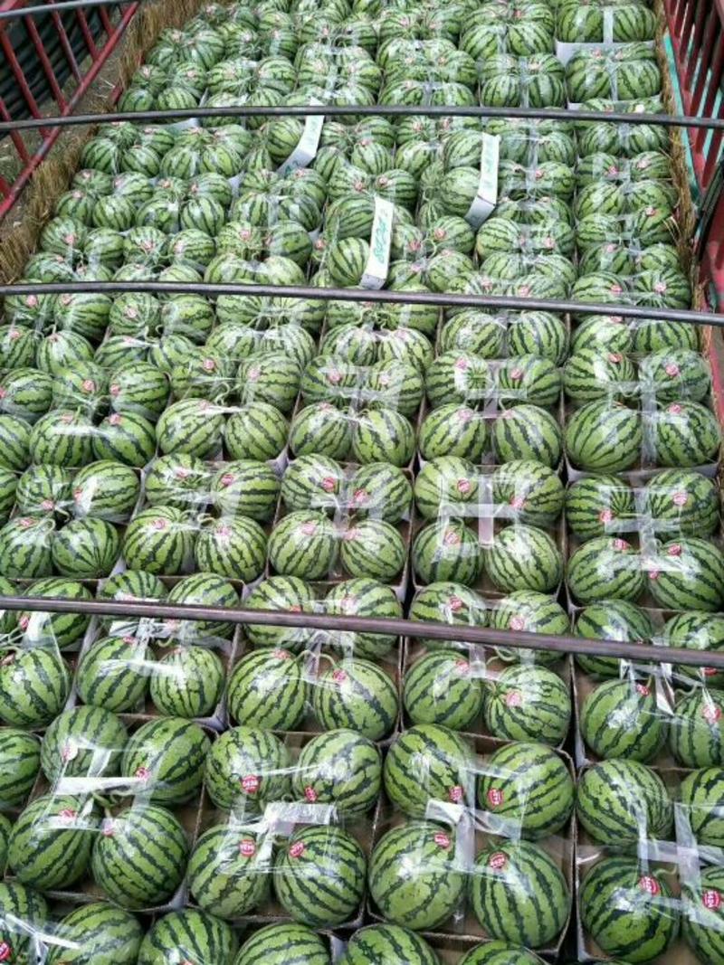 湖南麒麟西瓜，种植大户直销，包熟包甜，规格齐全，量大从优