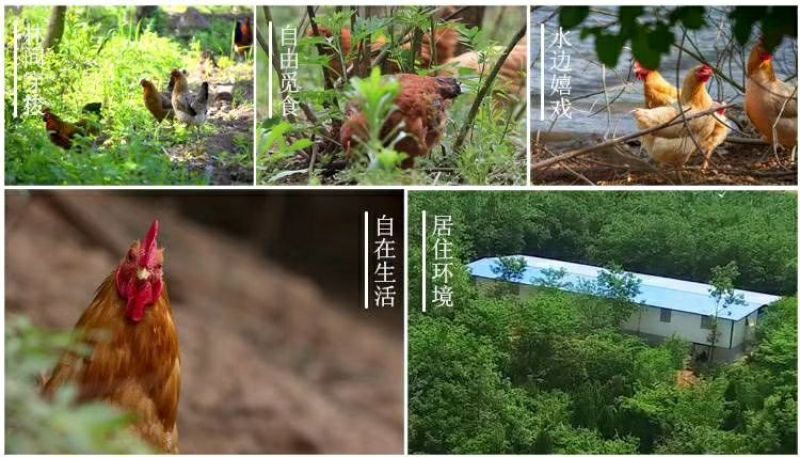 正宗荆门农户山林散养土鸡蛋诚信经营专业养殖技术