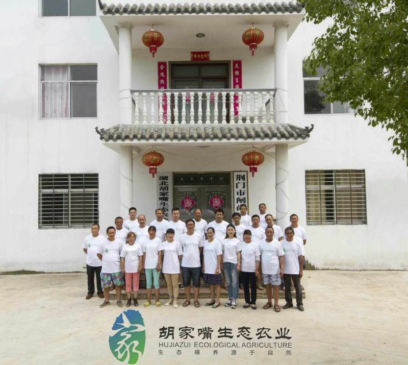正宗荆门农户山林散养土鸡蛋诚信经营专业养殖技术