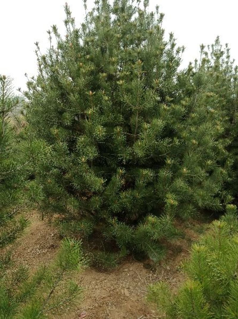 白皮松1-5米规格齐全质量保证价格优惠