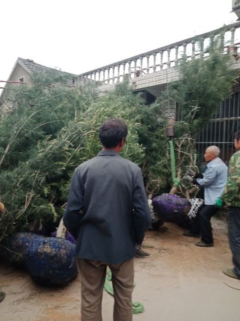 白皮松1-5米规格齐全质量保证价格优惠