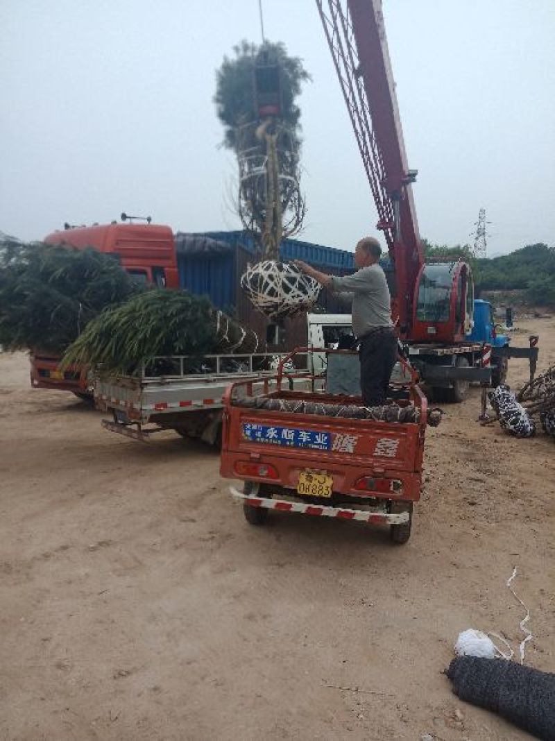 白皮松1-5米规格齐全质量保证价格优惠