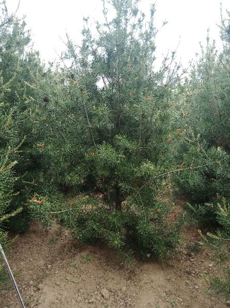 白皮松1-5米规格齐全质量保证价格优惠