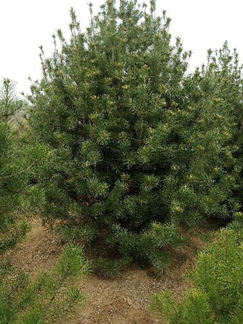 白皮松1-5米规格齐全质量保证价格优惠