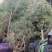 白皮松1-5米规格齐全质量保证价格优惠