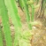 红心火龙果苗30~50cm种苗