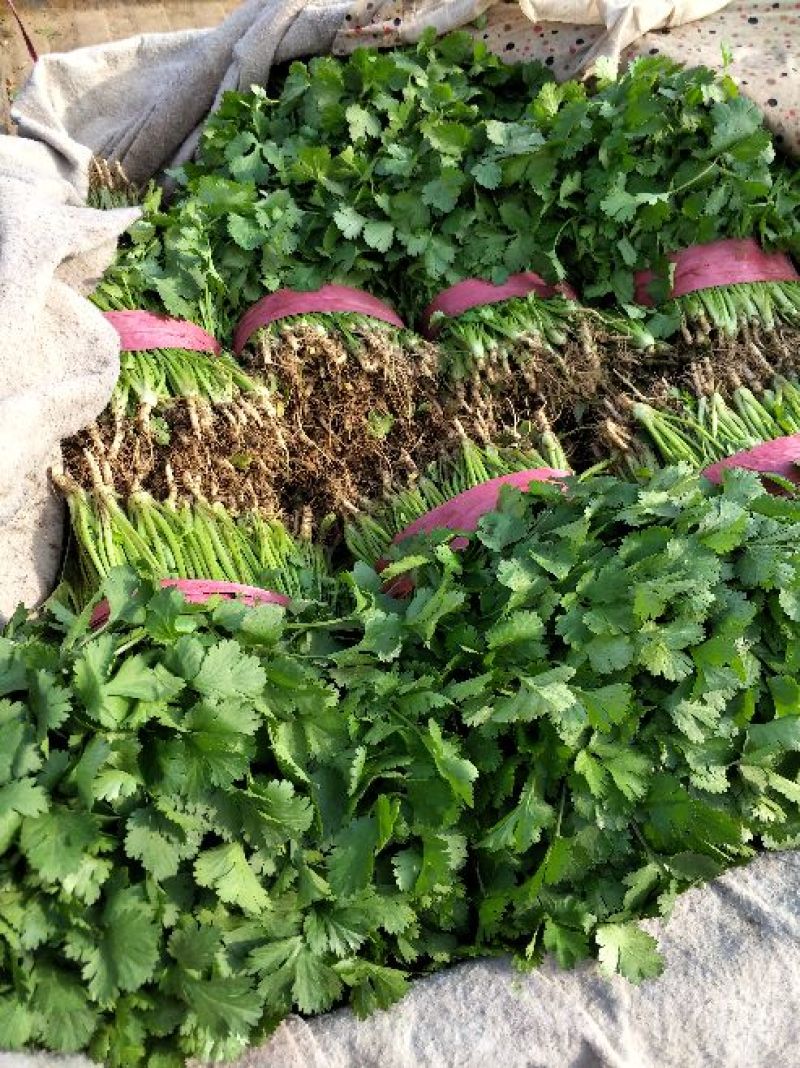 精品大叶香菜颜色绿根粗15~25厘米以上
