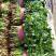 精品大叶香菜颜色绿根粗15~25厘米以上