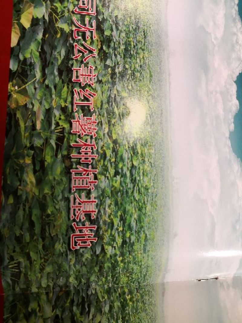 出口品质纯红薯淀粉