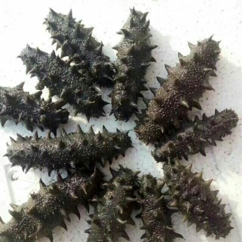 淡干海参免煮速发淡干海参