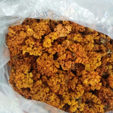 植物界“燕窝”金耳