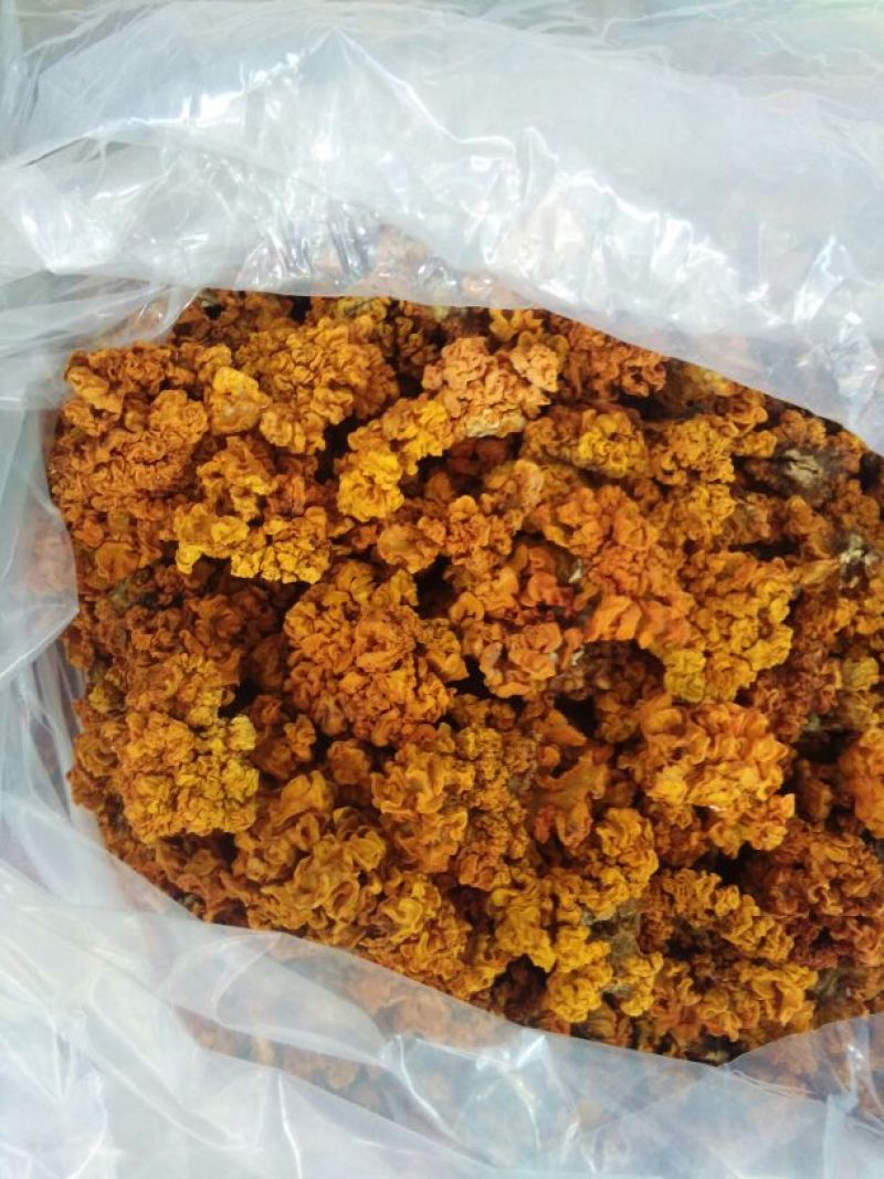 植物界“燕窝”金耳