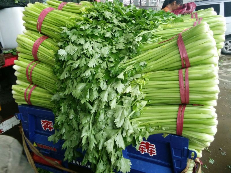 买家力荐河北邯郸永年本地西芹，高60厘米—75厘米，量大从优