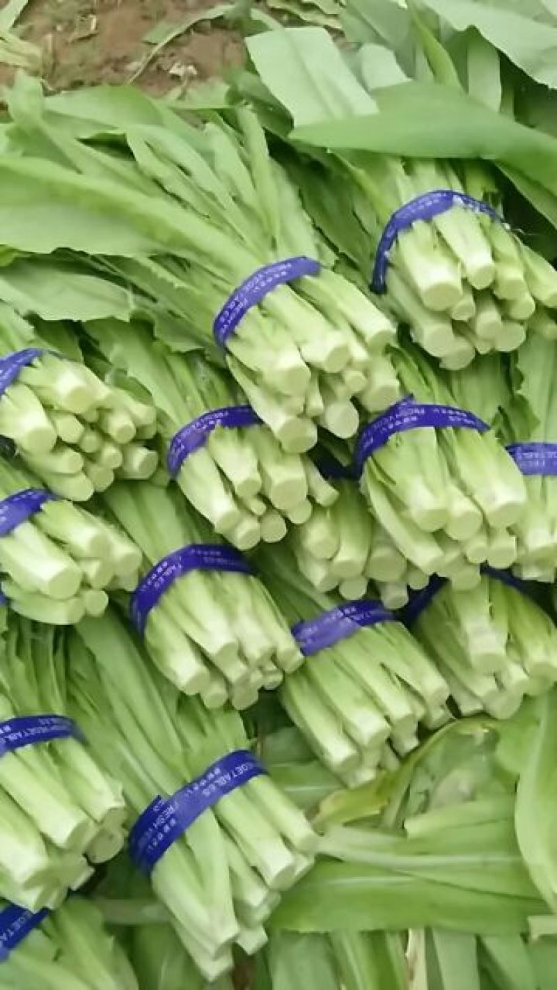 油麦菜大量上市，高度25/30