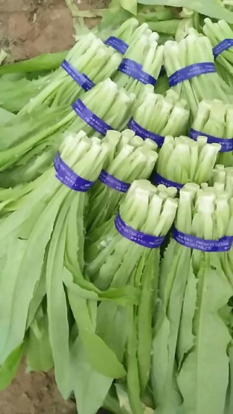 油麦菜大量上市，高度25/30