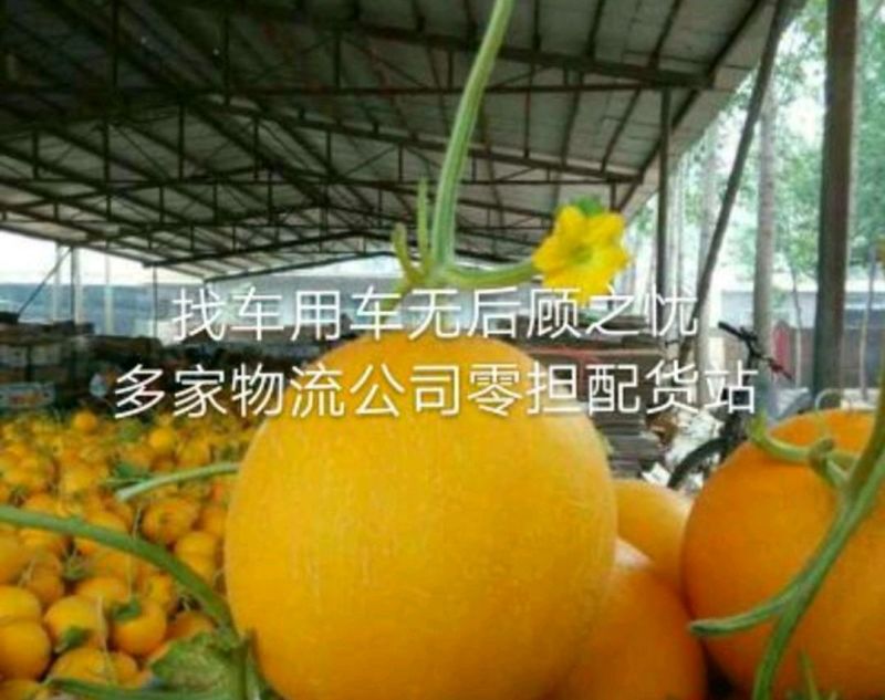 精品推荐山东莘县久红瑞甜瓜大量有货真实报价