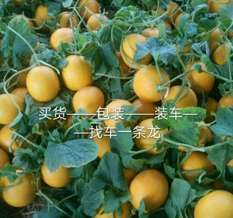 精品推荐山东莘县久红瑞甜瓜大量有货真实报价