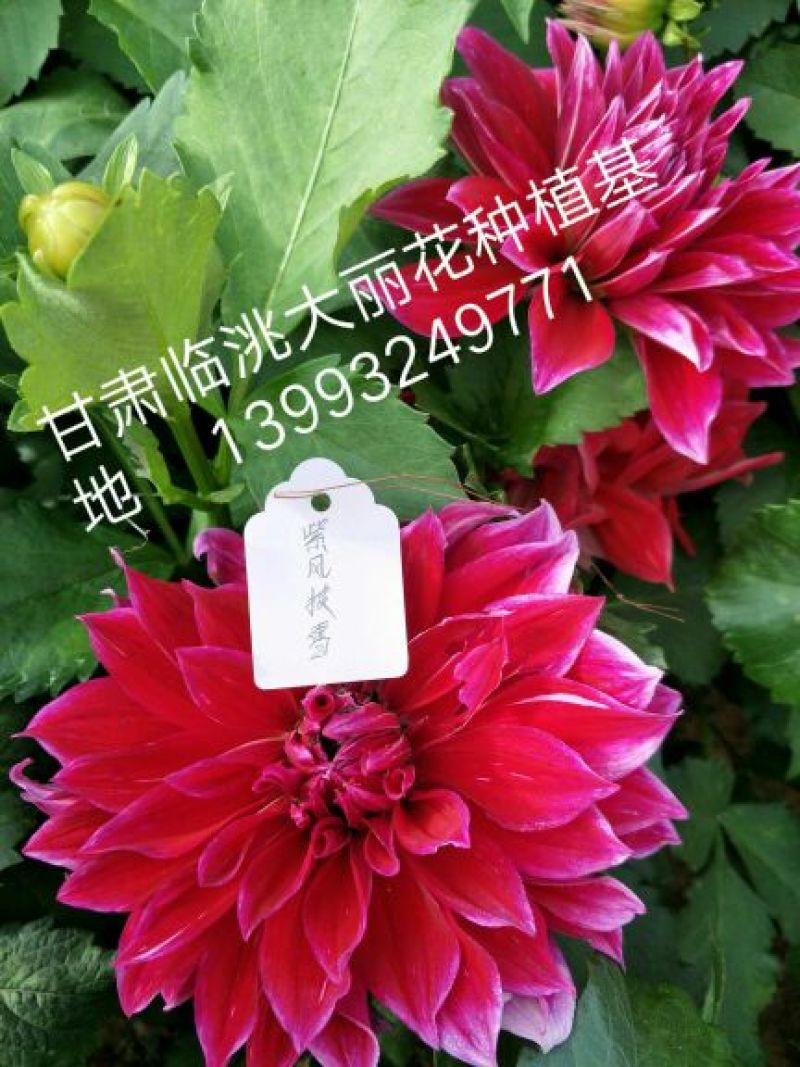 大丽花扦插苗，大丽花苗，甘肃大丽花，临洮大丽花