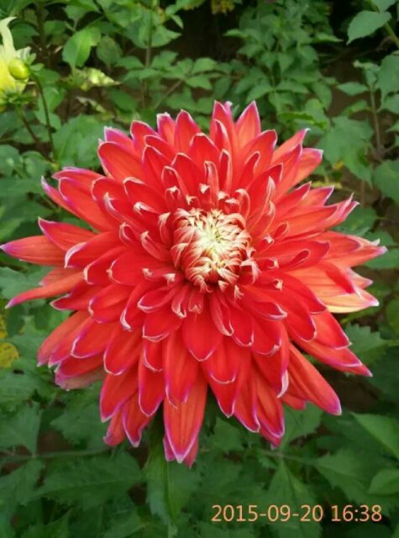 大丽花扦插苗，大丽花苗，甘肃大丽花，临洮大丽花