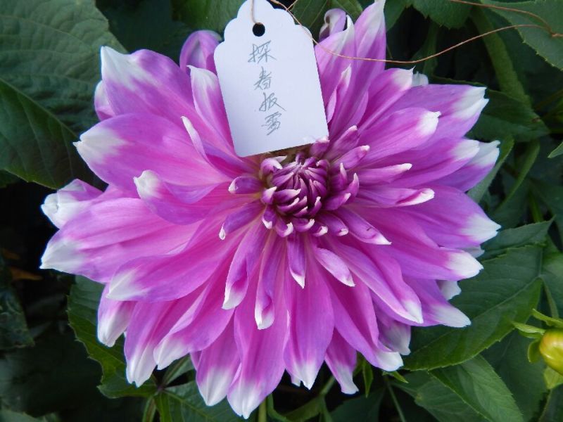 大丽花扦插苗，大丽花苗，甘肃大丽花，临洮大丽花