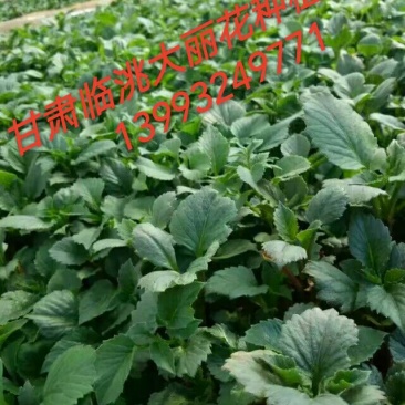 大丽花扦插苗，大丽花苗，甘肃大丽花，临洮大丽花