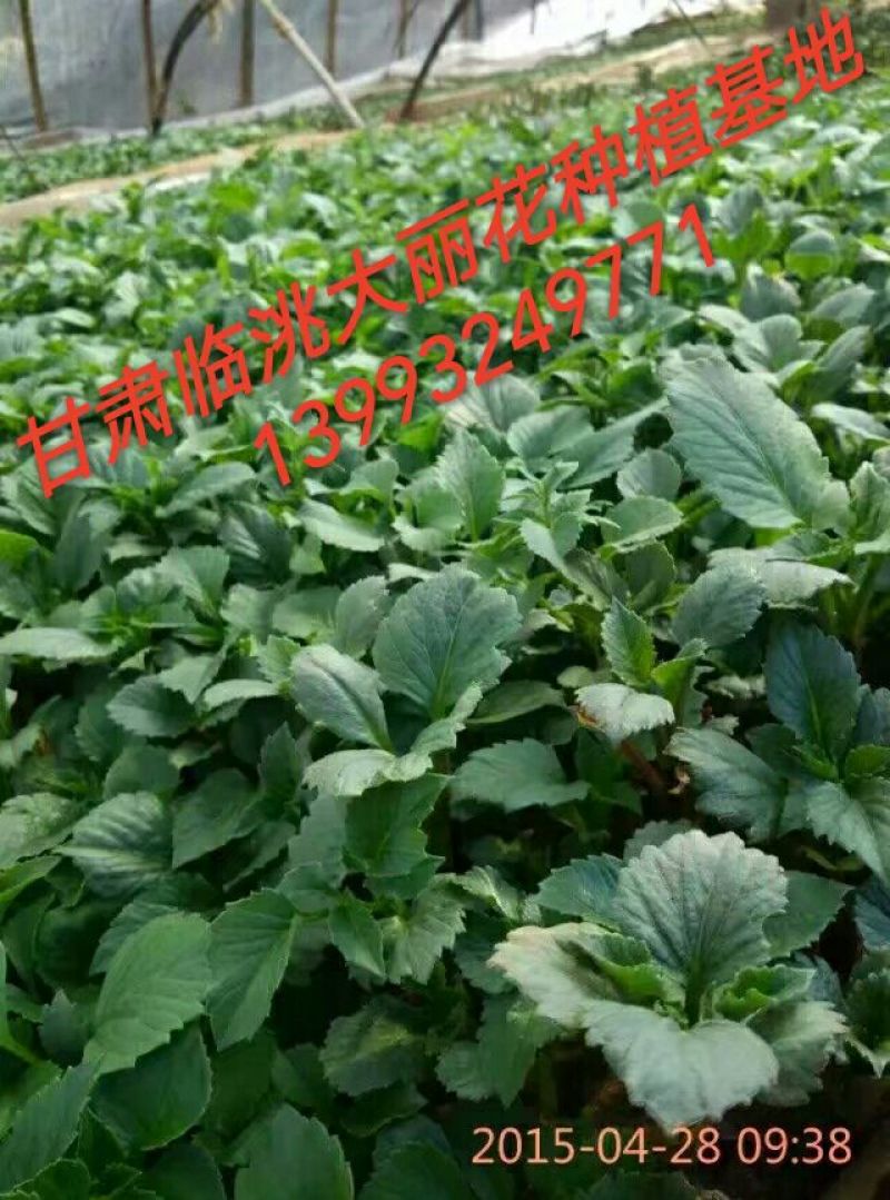 大丽花扦插苗，大丽花苗，甘肃大丽花，临洮大丽花