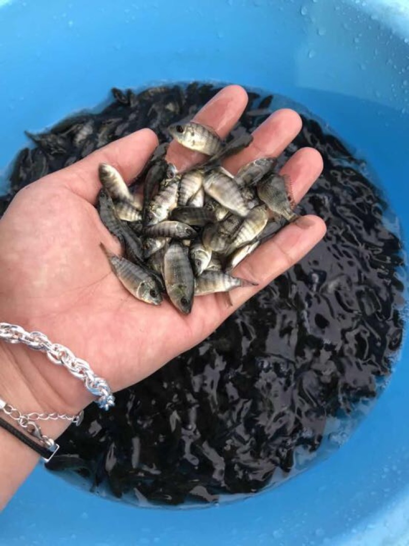 罗非鱼苗新一代罗非鱼苗抗病力强生长快