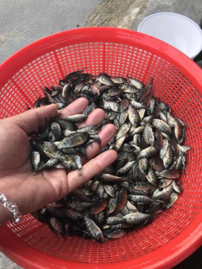 罗非鱼苗新一代罗非鱼苗抗病力强生长快