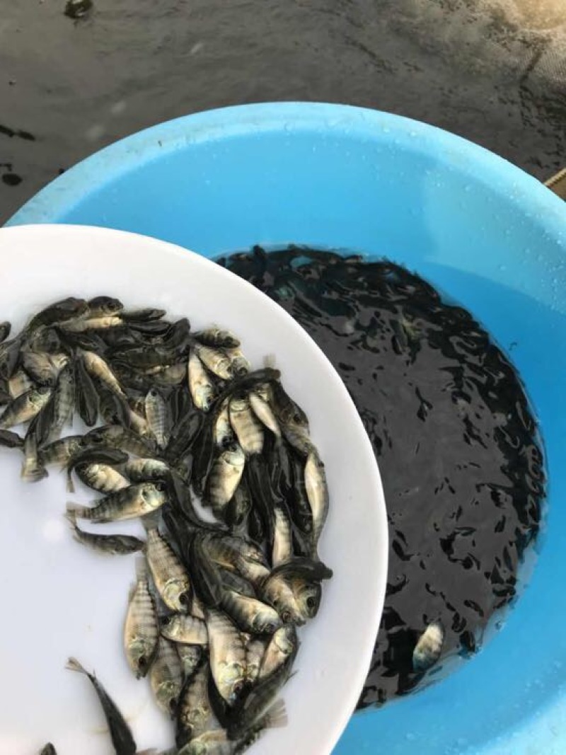 罗非鱼苗新一代罗非鱼苗抗病力强生长快