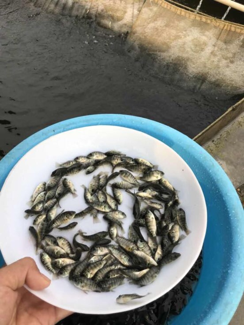 罗非鱼苗新一代罗非鱼苗抗病力强生长快