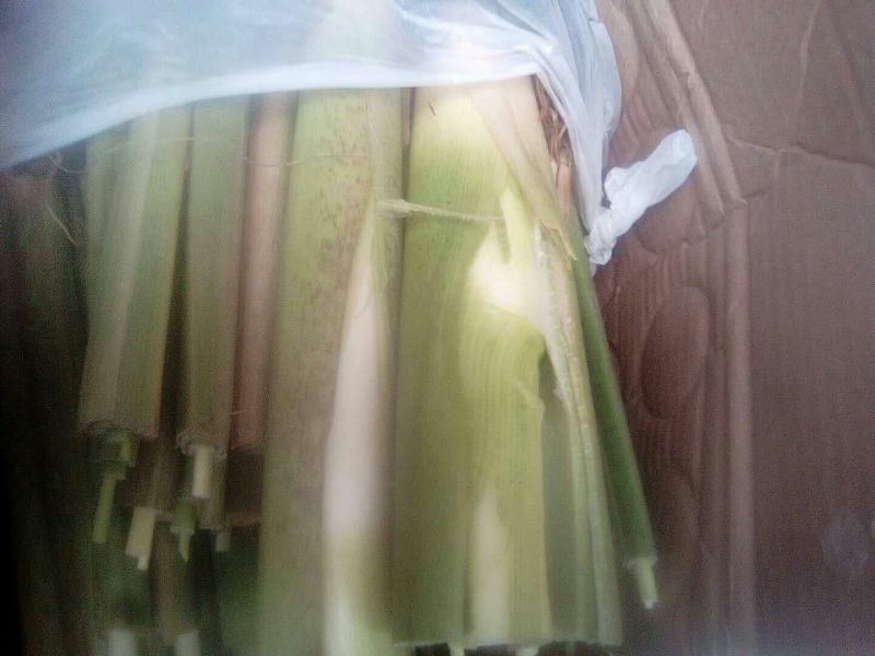 茭白种苗单季双季早熟晚熟