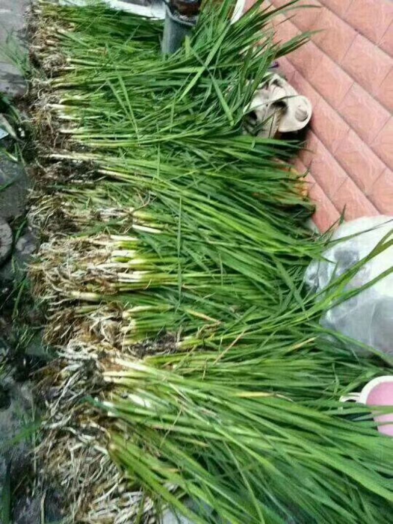 茭白种苗单季双季早熟晚熟