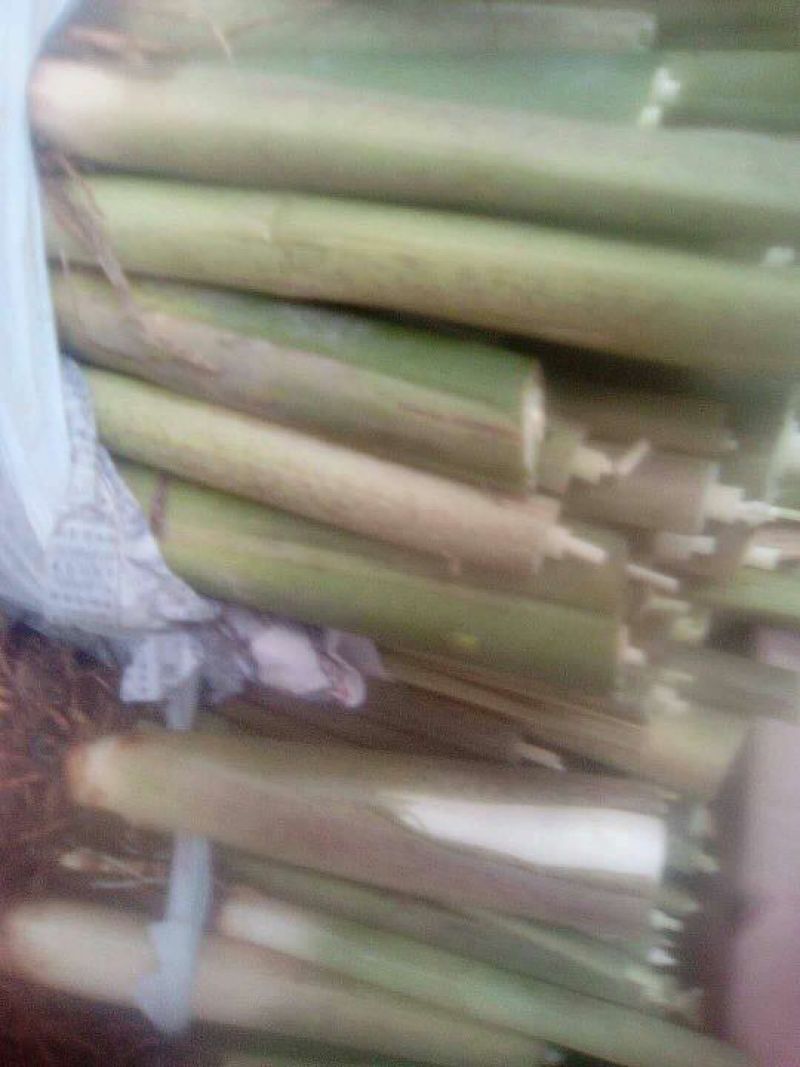 茭白种苗单季双季早熟晚熟