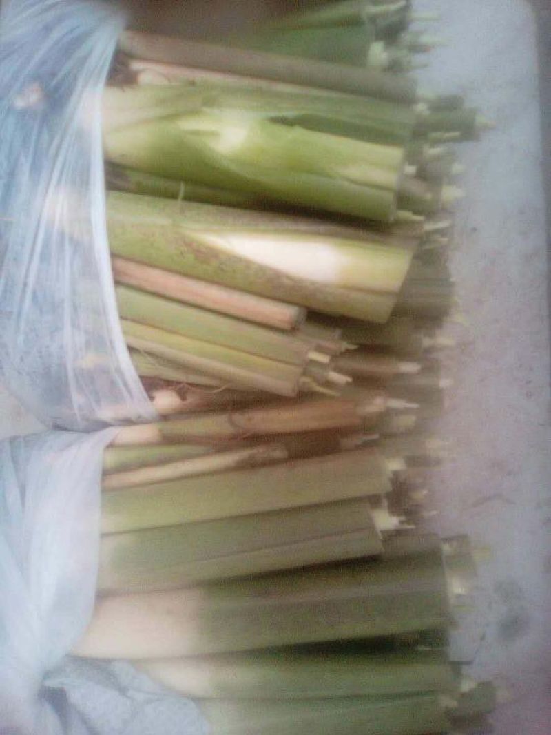 茭白种苗单季双季早熟晚熟