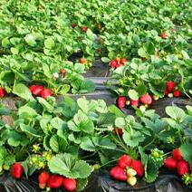 预定2023年秋季红颜章姬甜宝草莓生产苗
