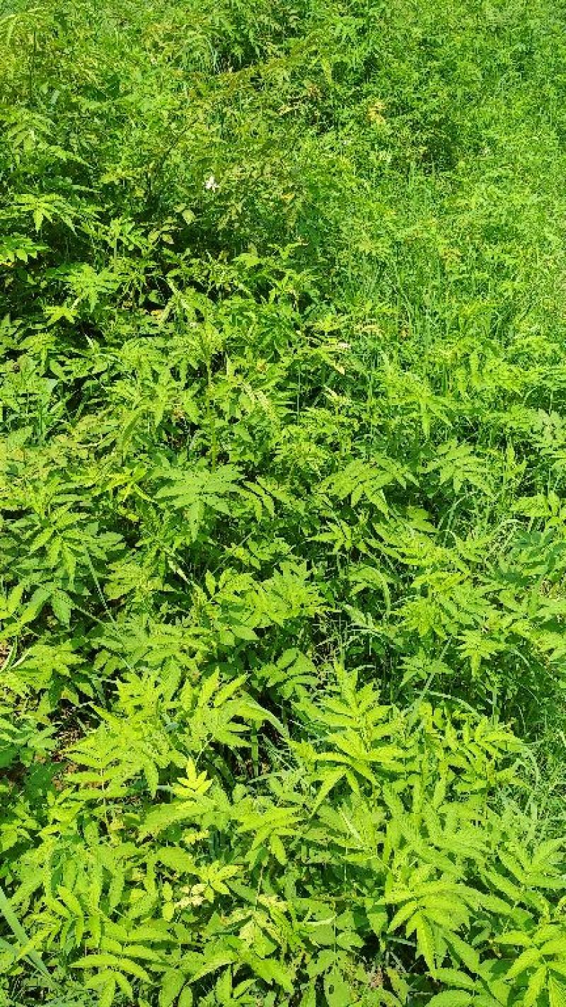 树莓苗10cm以下
