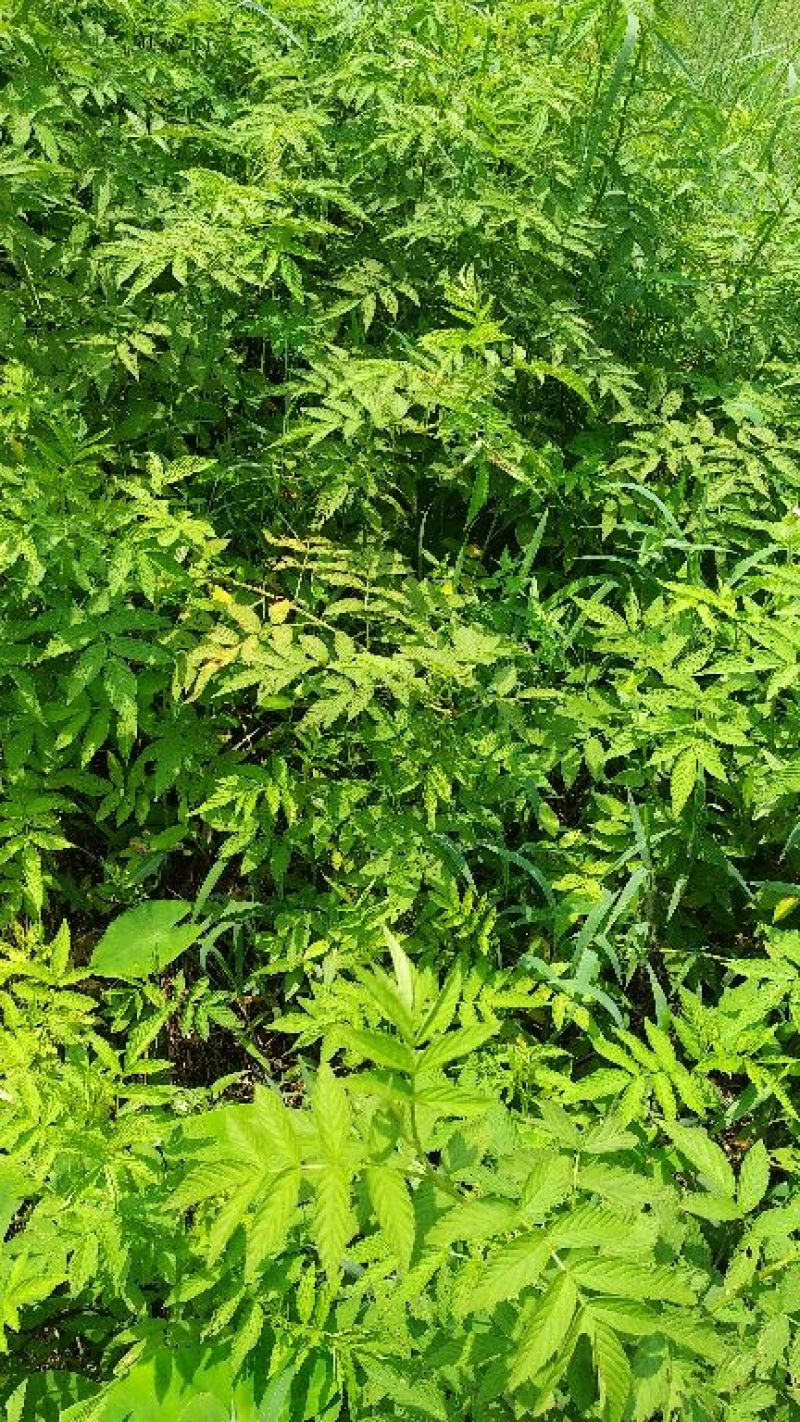 树莓苗10cm以下