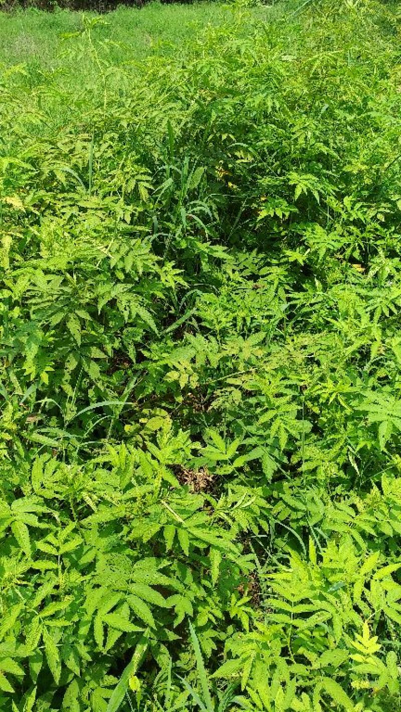 树莓苗10cm以下