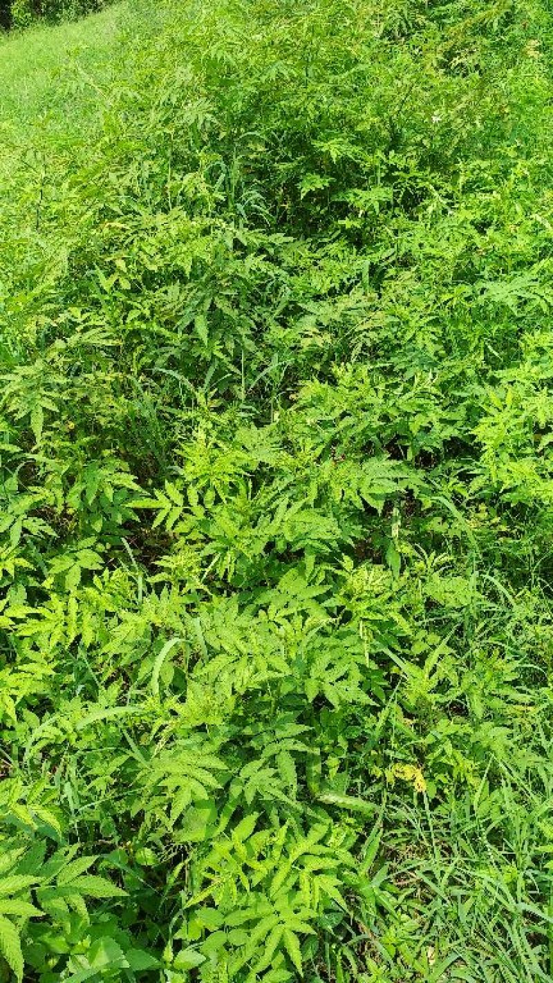 树莓苗10cm以下