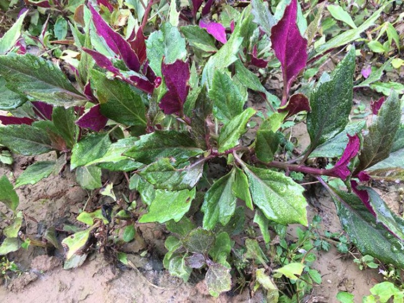 紫背天葵种苗紫背菜血皮菜蔬菜种子新鲜观音菜多年生蔬菜种苗