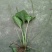 2024野生车前草现采现发鲜品