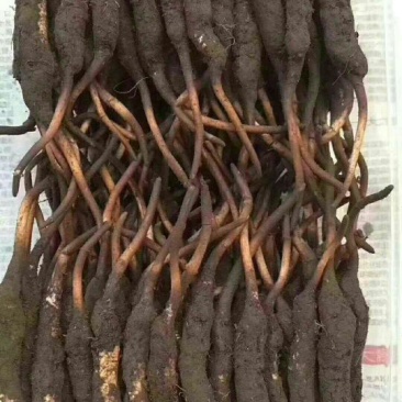 虫草