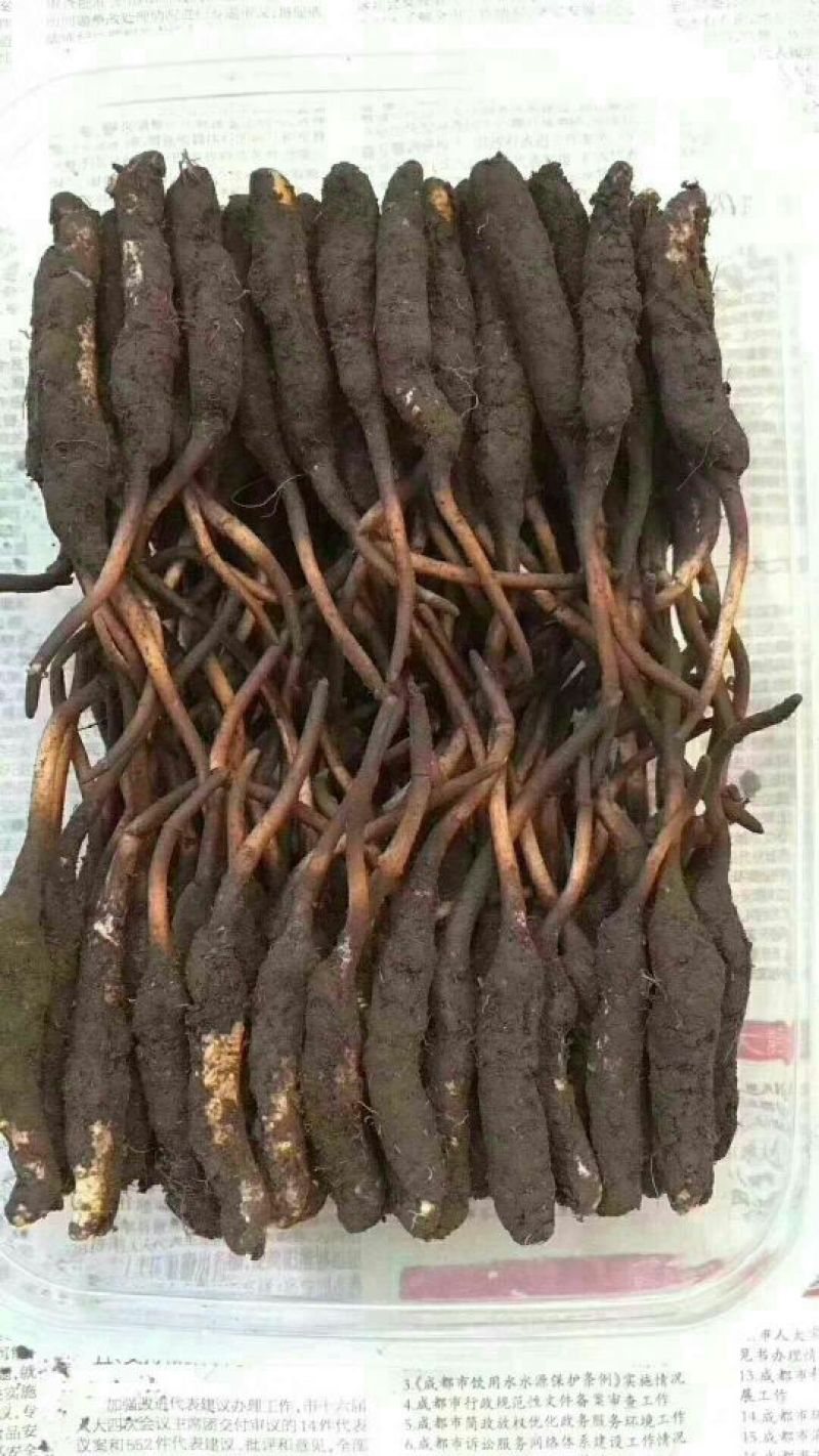 虫草