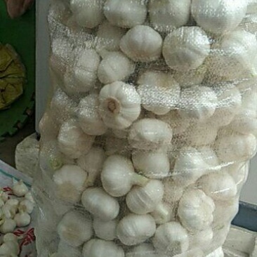 紫皮大蒜