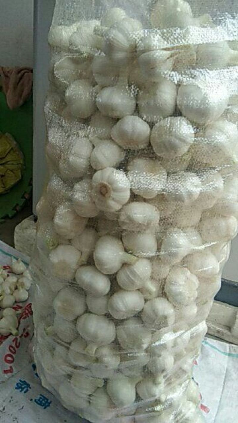 紫皮大蒜