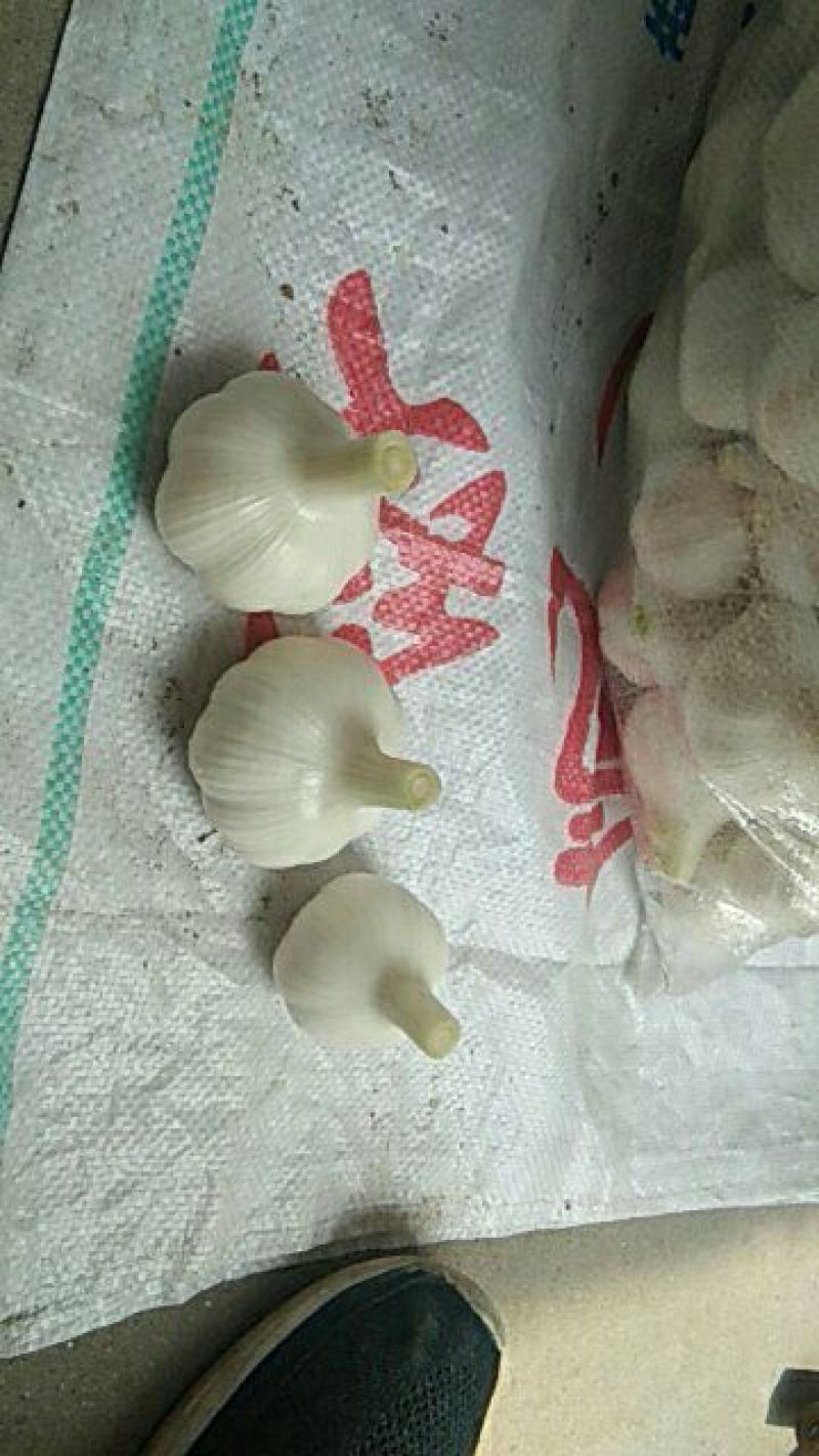 紫皮大蒜
