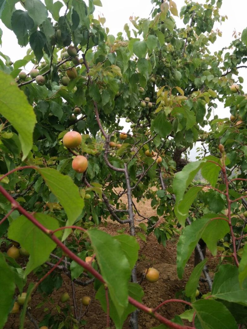 销售红荷苞杏，
