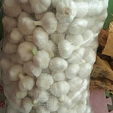 紫皮大蒜